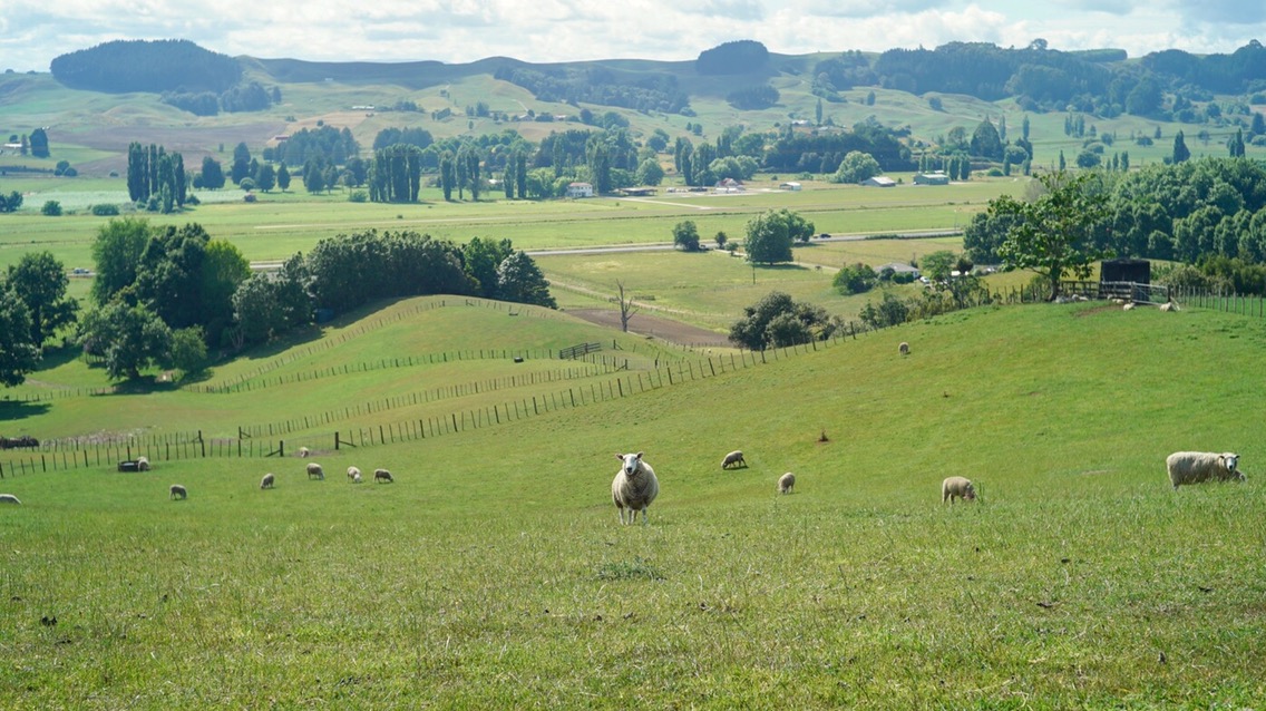 DAY41(12/16) YHA Waitomo to  Mangaokewa Riserve 898km-918km﻿﻿