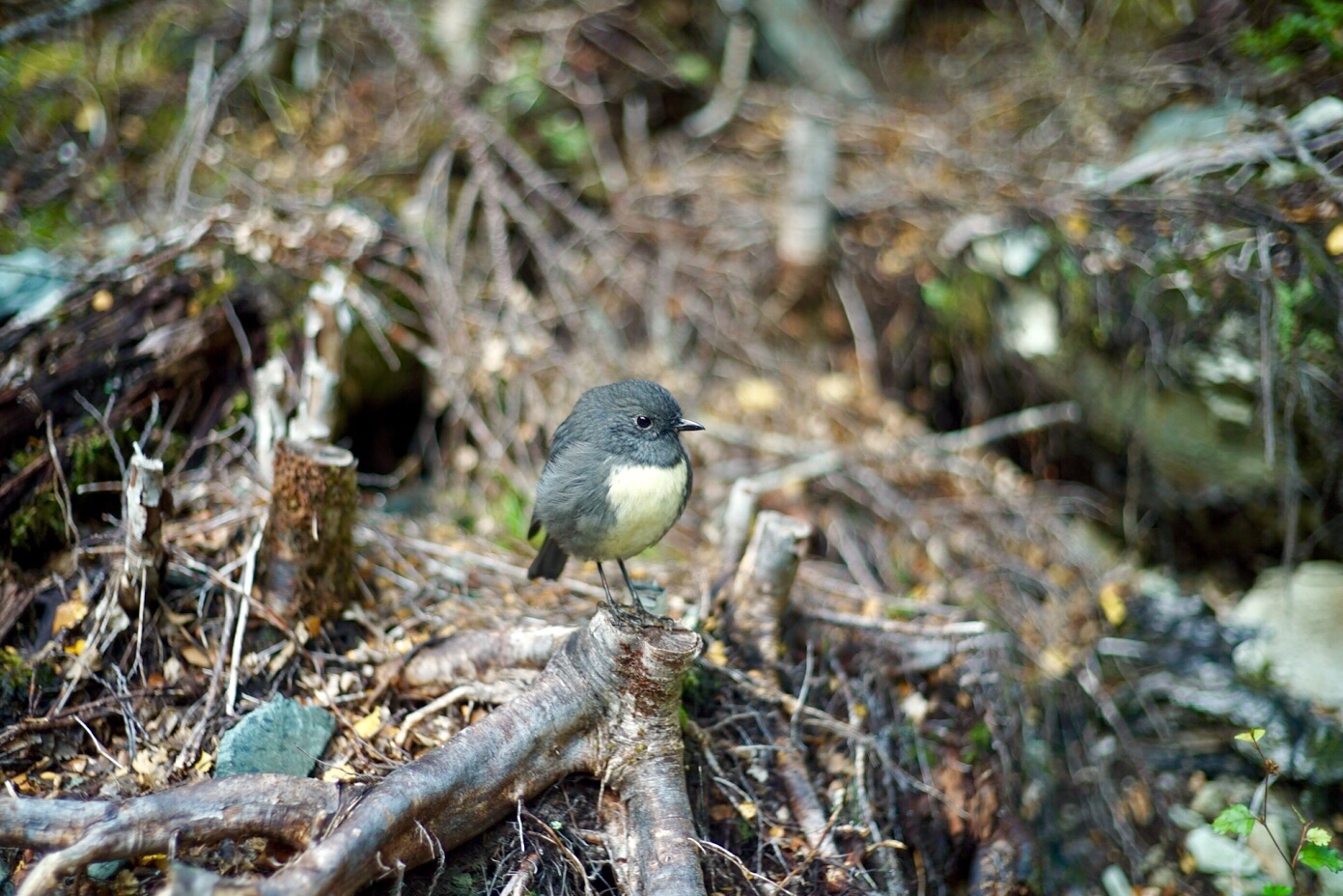 DAY129(3/14) Routeburn Track to Green Stone Track (McKellar Hut)