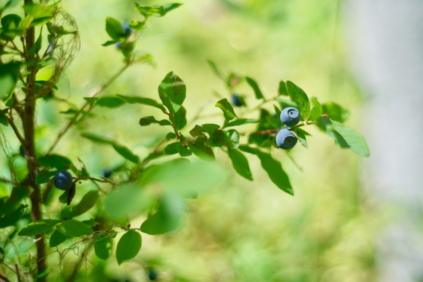 PCT Day78 Berries (7/31, 2,033-2,065mile)