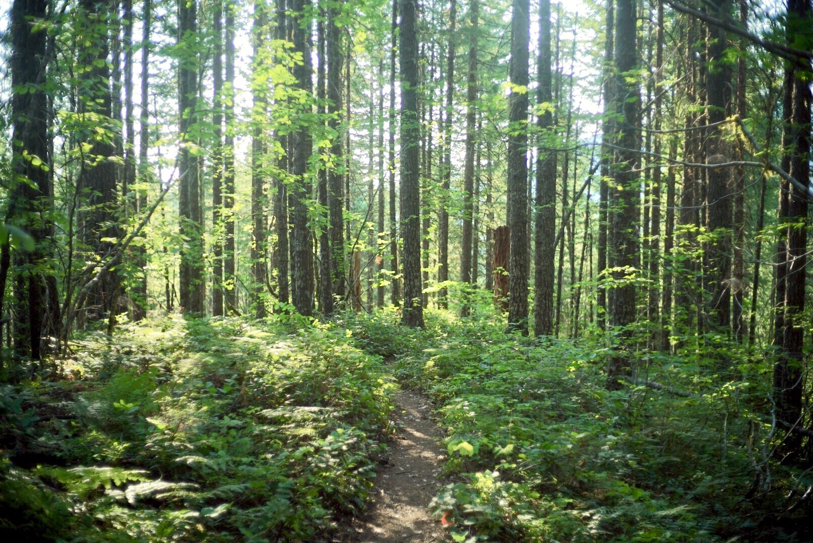 PCT Day85 Stable Fly (8/7, 2,166-2,198mile)