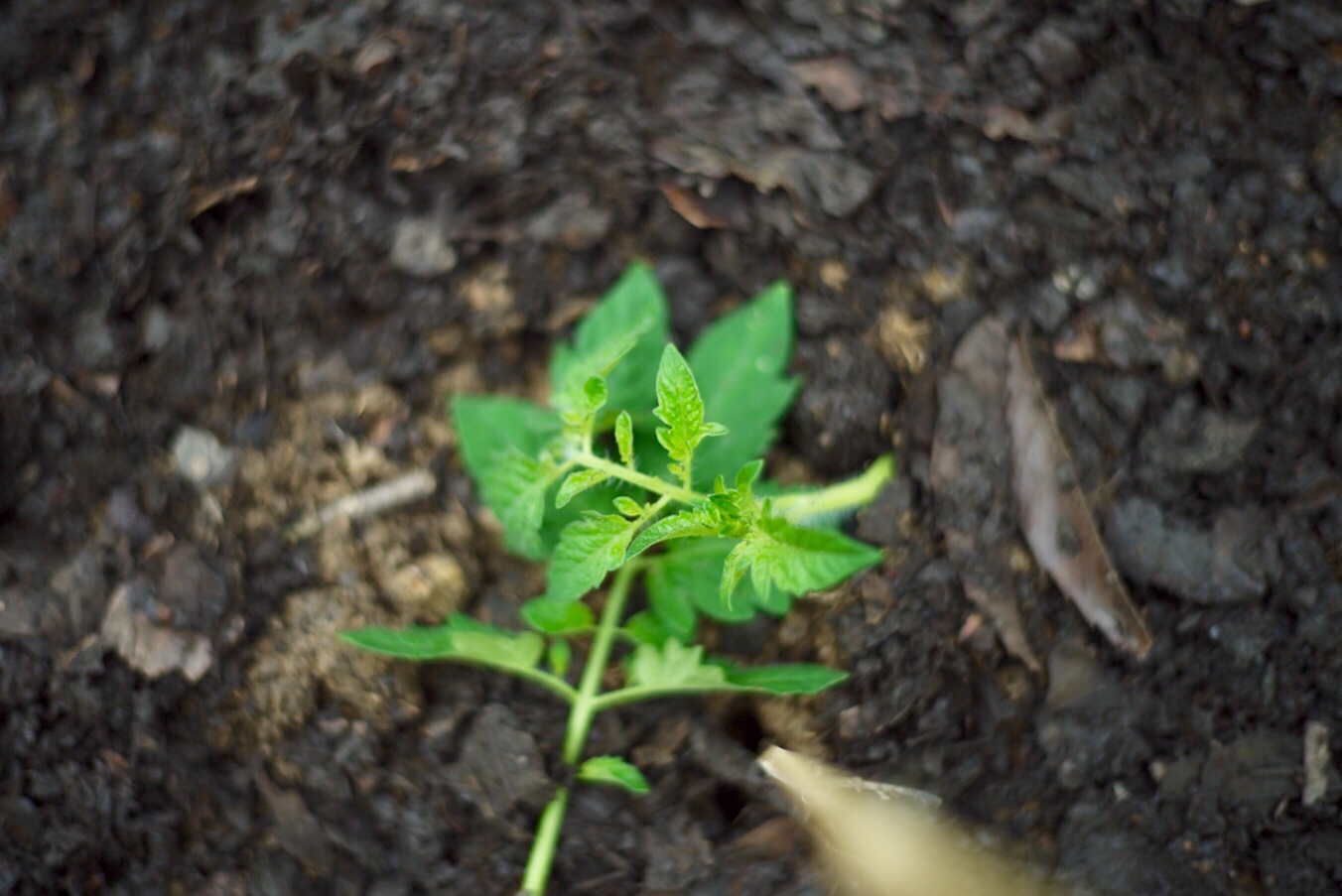 Instant Garden