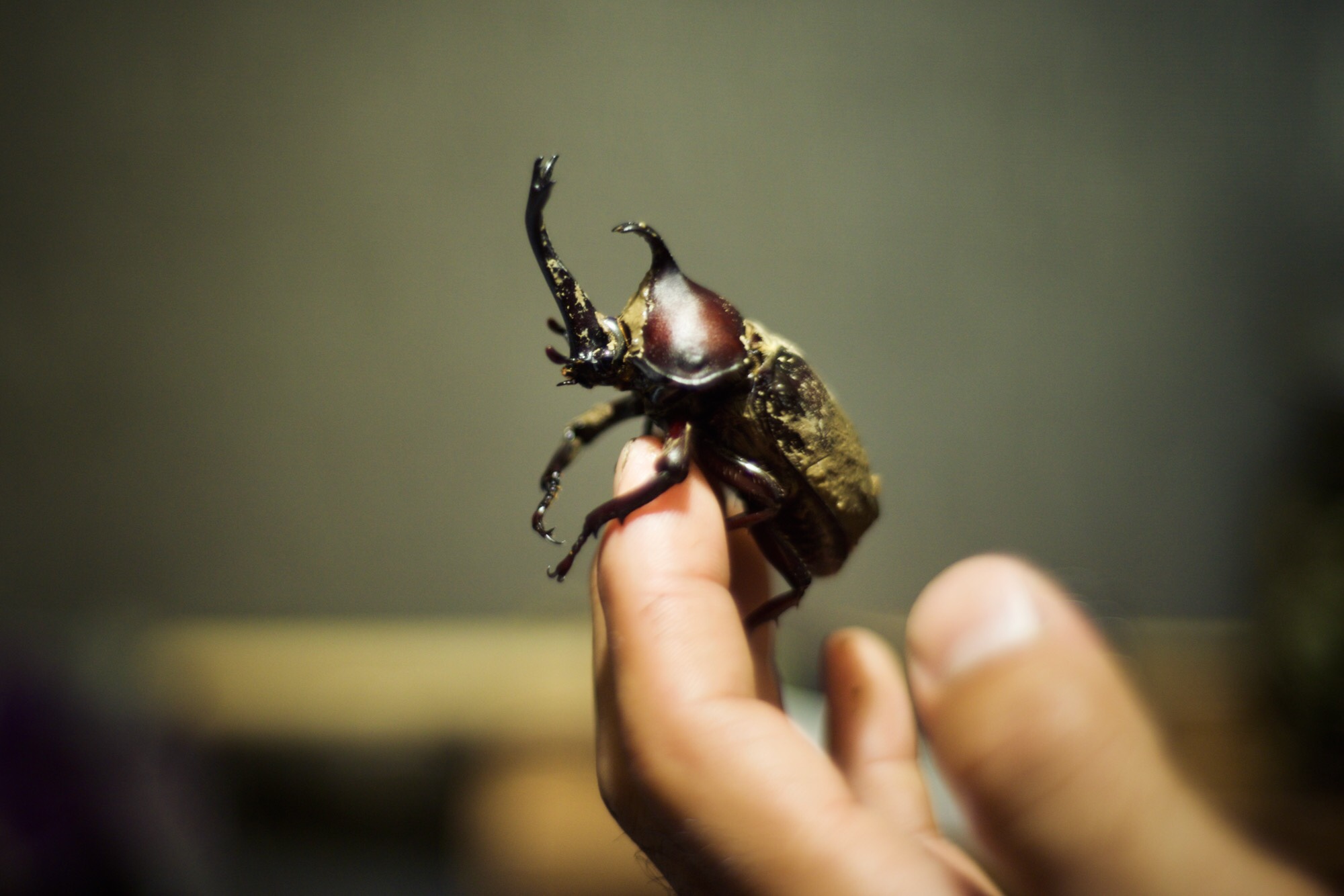 Rhinoceros Beetle / 兜虫